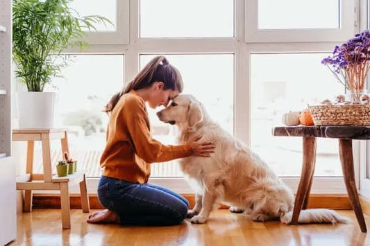 SPC Flooring for Pet Owners: Durability, Maintenance, and More